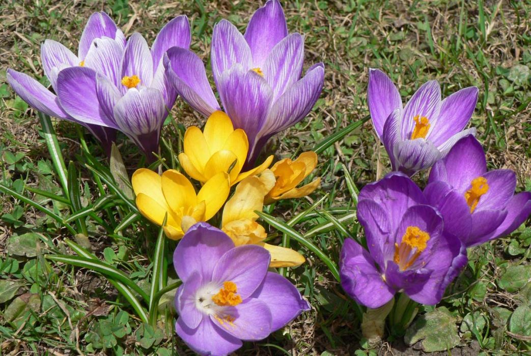 Krokusblüte