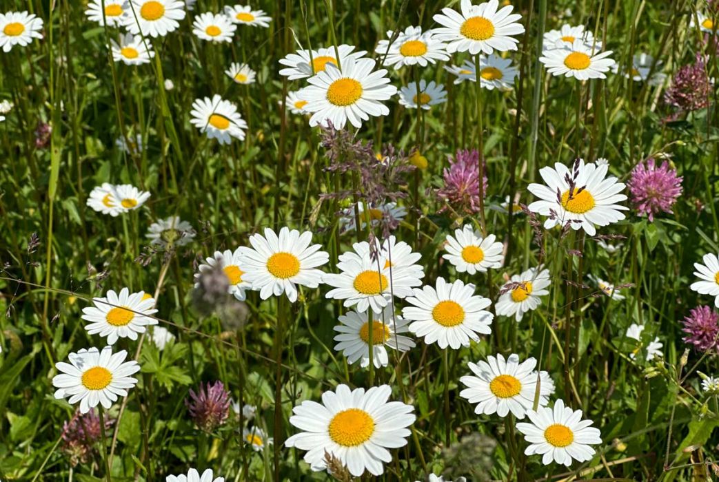 Sommerblumen