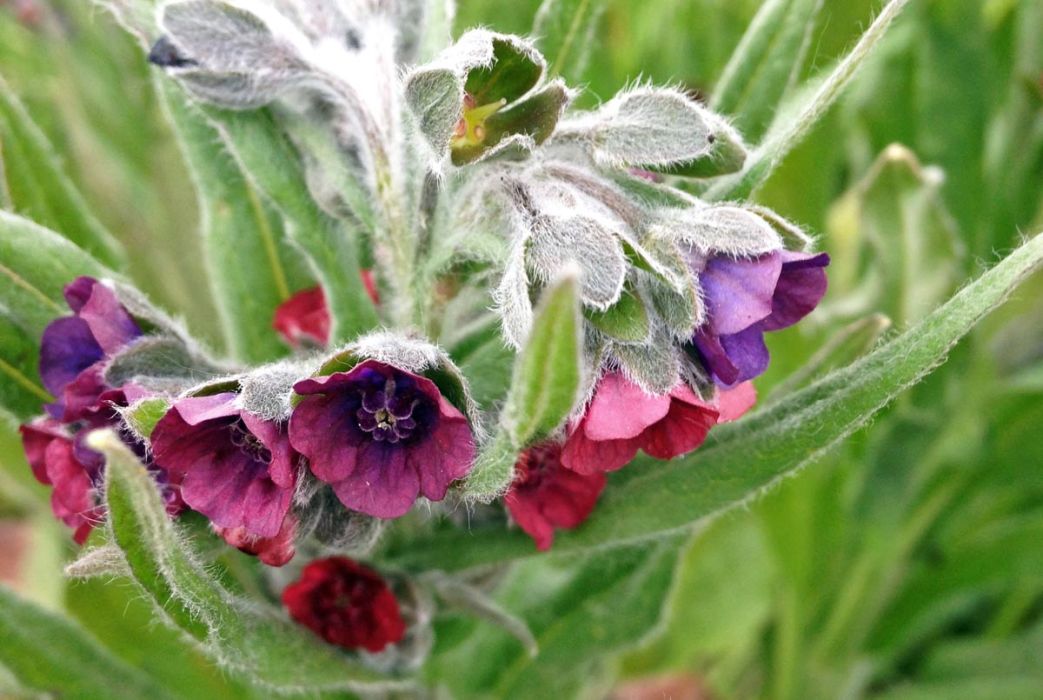 Blumen überall