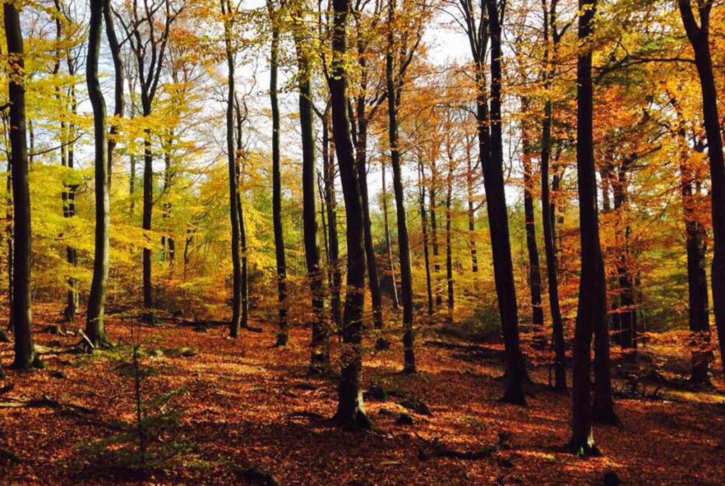 Herbstwälder