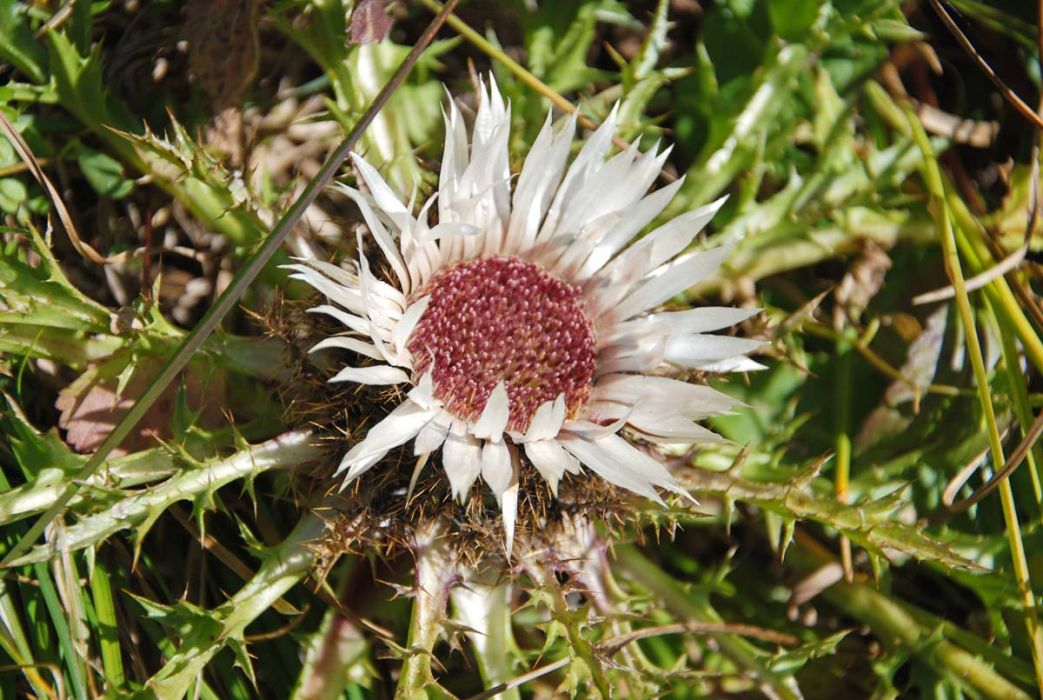 Silberdisteln um Herbst